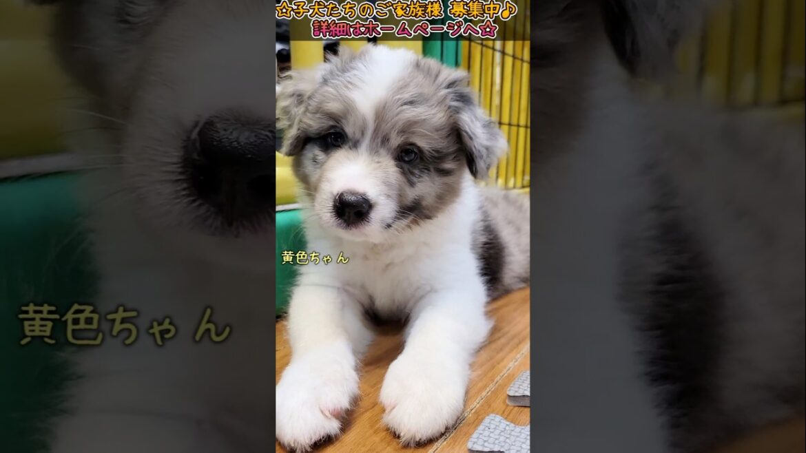 ご家族様募集中☆生後43日目【ボーダーコリー子犬】