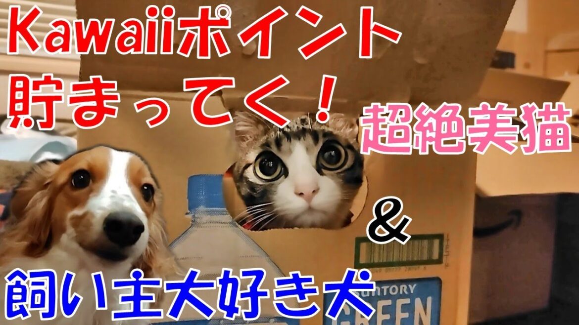 わっしょーい！【保護猫】【コーイケルホンディエ】