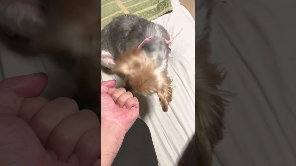おやつを探すヨーキー￼