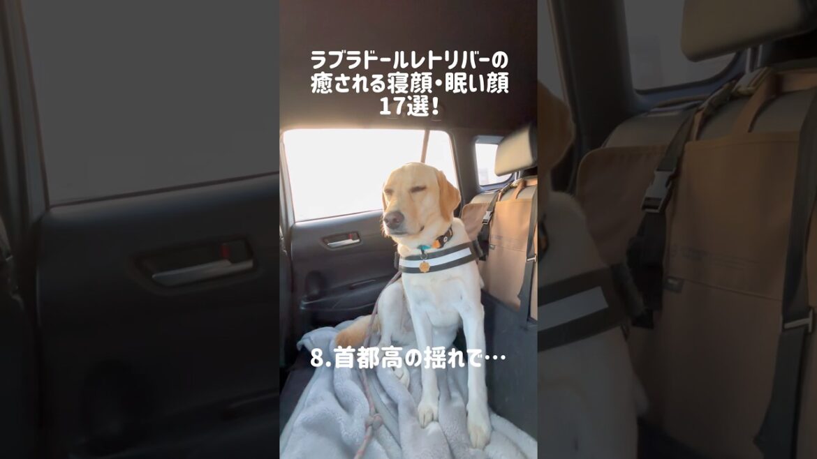 ラブラドールレトリバーの癒される寝顔・眠い顔17選★😁#shorts # #labradorretriever #ラブラドールレトリバー #可愛い #癒し #大型犬