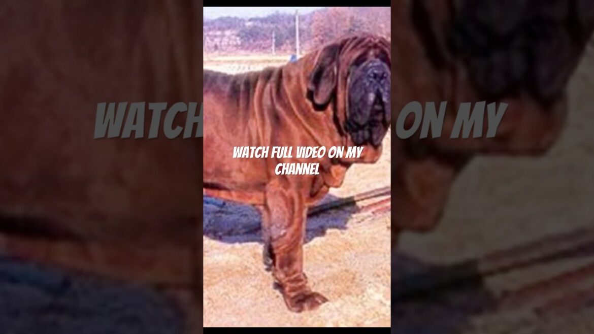 Neopolitan mastiff origin and traits #animals #pets #dogs #guarddogs #dogbreed