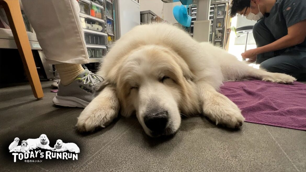 筋肉や関節の状態が良くてどんぐり先生に褒められたアランです　Great Pyrenees　グレートピレニーズ