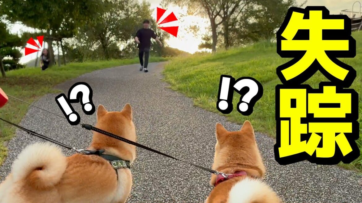 突然、散歩中に娘が消えたら柴犬姉妹が予想外の行動に…兄にまさかの悲劇が