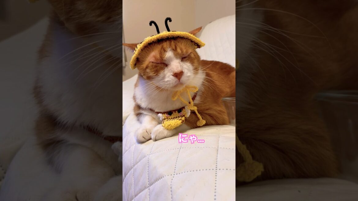 こうして知り合いを増やしている猫がいるんですね #ラバーガールショートコント#cat #shorts