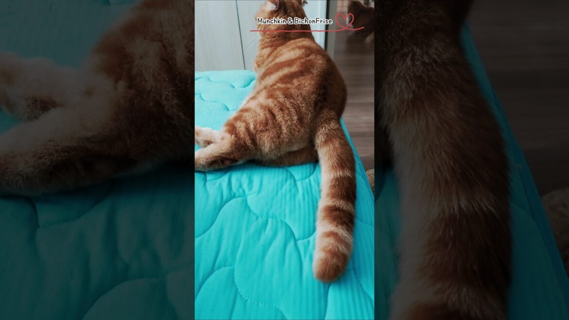 【マンチカン】尻尾はみんな生きている！ 【犬と猫、両方飼ってると毎日かわいい♥】