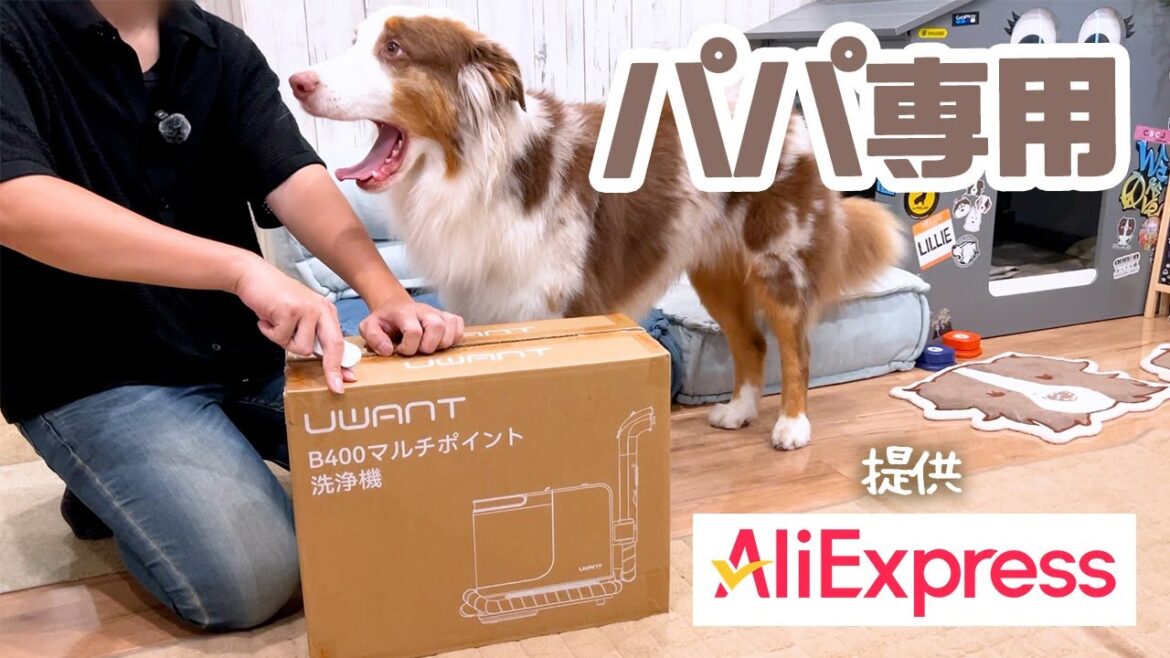 【アリエク】愛犬達がよく休憩しているお気に入りのソファを洗浄してみました💡✨【ボーダーコリー×オーストラリアンシェパード】