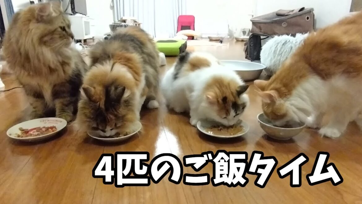 猫のご飯準備してたら、待ち切れない顔でそわそわしてた🍚【ご飯日記①】