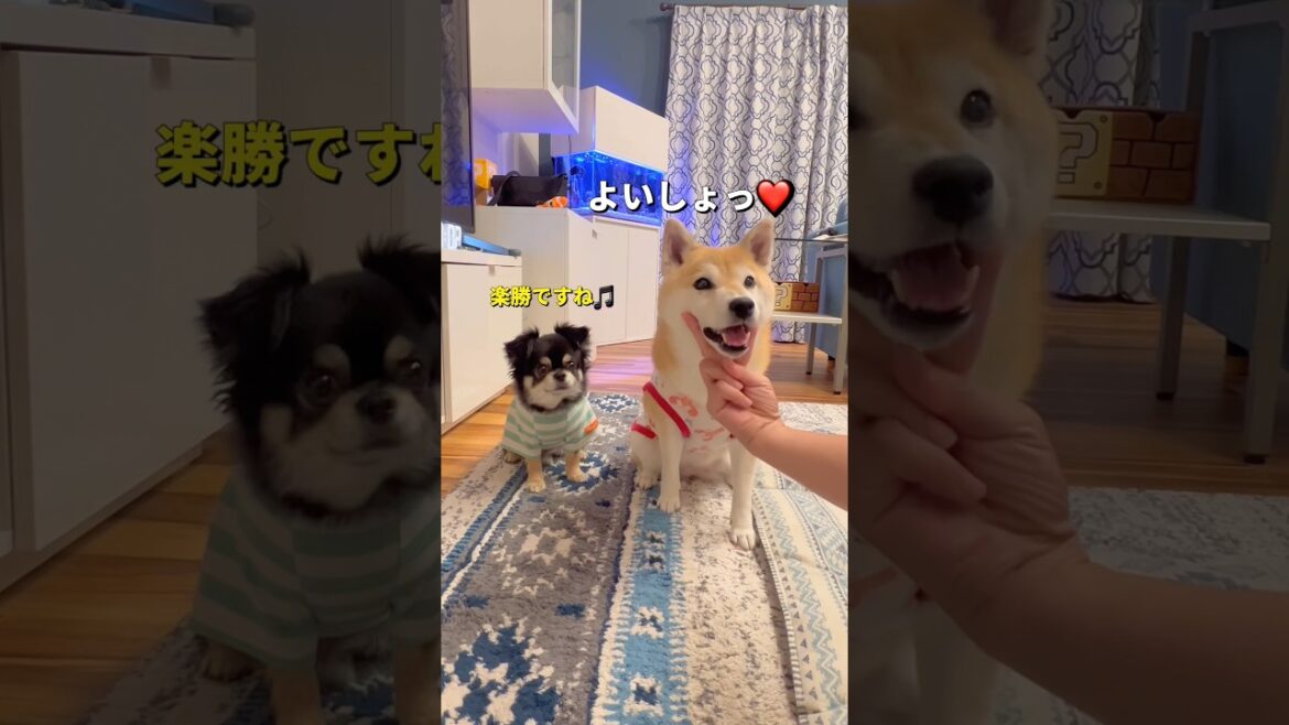 割に合わない🐶🐶💢#柴犬 #チワワ #shorts