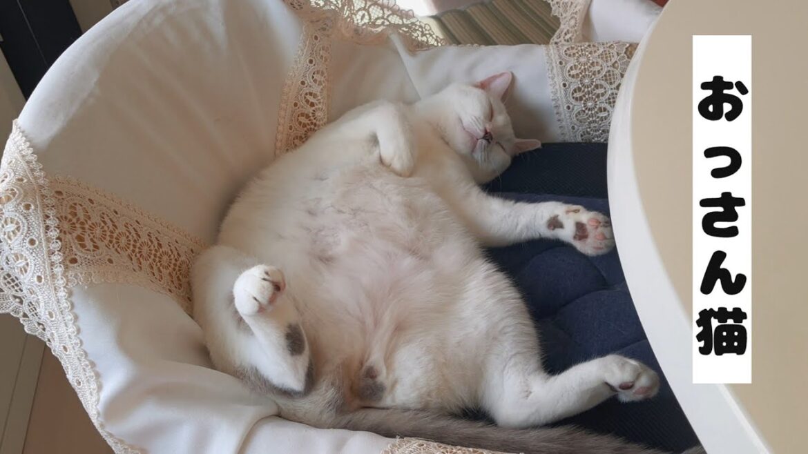 ひっくり返って爆睡してる我が家のおっさん猫