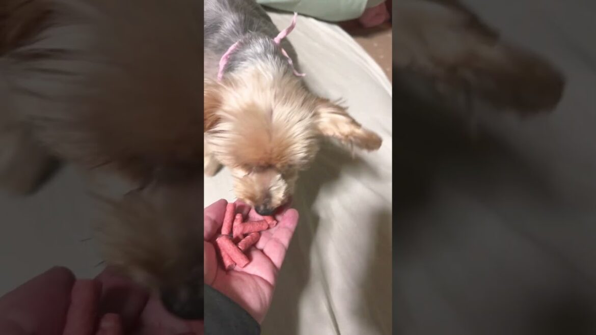 おやつ大好きヨーキー￼#ヨークシャーテリア