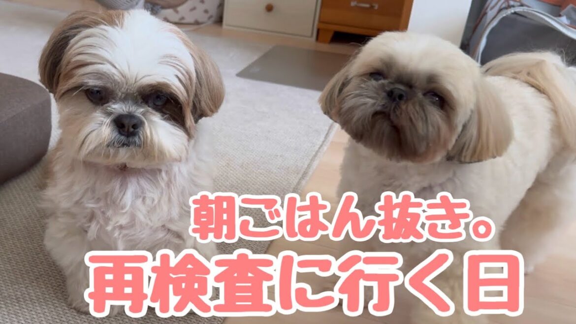 [シーズー多頭飼い]春の血液検査で数値が高いのがあり、再検査に行ってきました