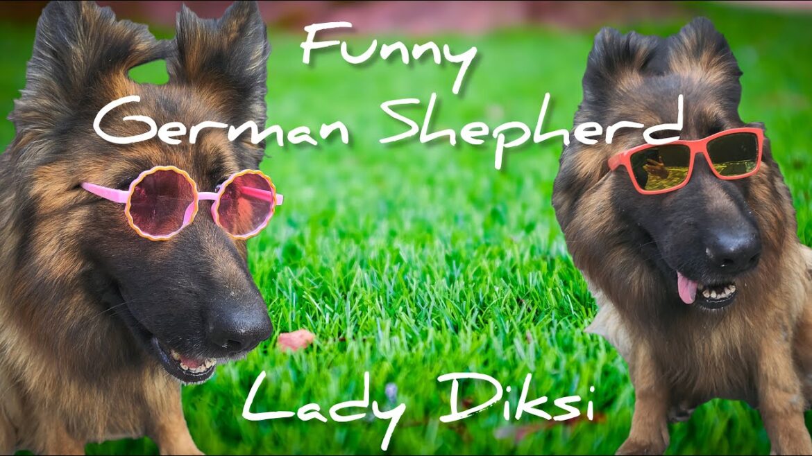 German Shepherds Diksi and Luna Playing LIVE German Shepherds Diksi and Luna Playing LIVE