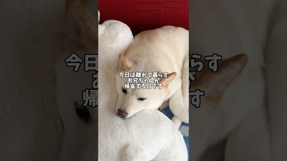 表情から柴犬の愛情が伝わってきます🥰　#shorts # #柴犬 #犬 #dog