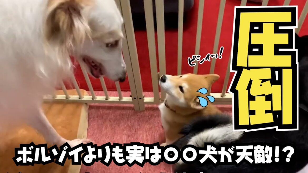 【柴犬あるある】ボルゾイよりも実は○○犬が天敵!? 怒り狂うテンの意外な苦手犬種の真実