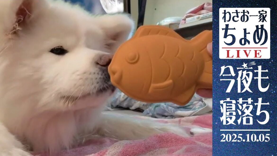 ぷぴぷぴタイヤキ現る！ 10/05 わさお一家 ちょめ  長毛秋田犬 おやすみ配信  #wasao_official