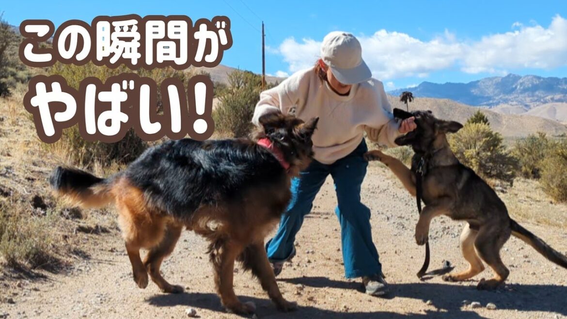 【ジャーマンシェパード】犬を運転できてますか、必要なのは”直す”ではなくギアチェンジ😉