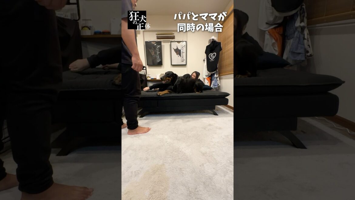 ママと寝てるところを邪魔されて怒るドーベルマン