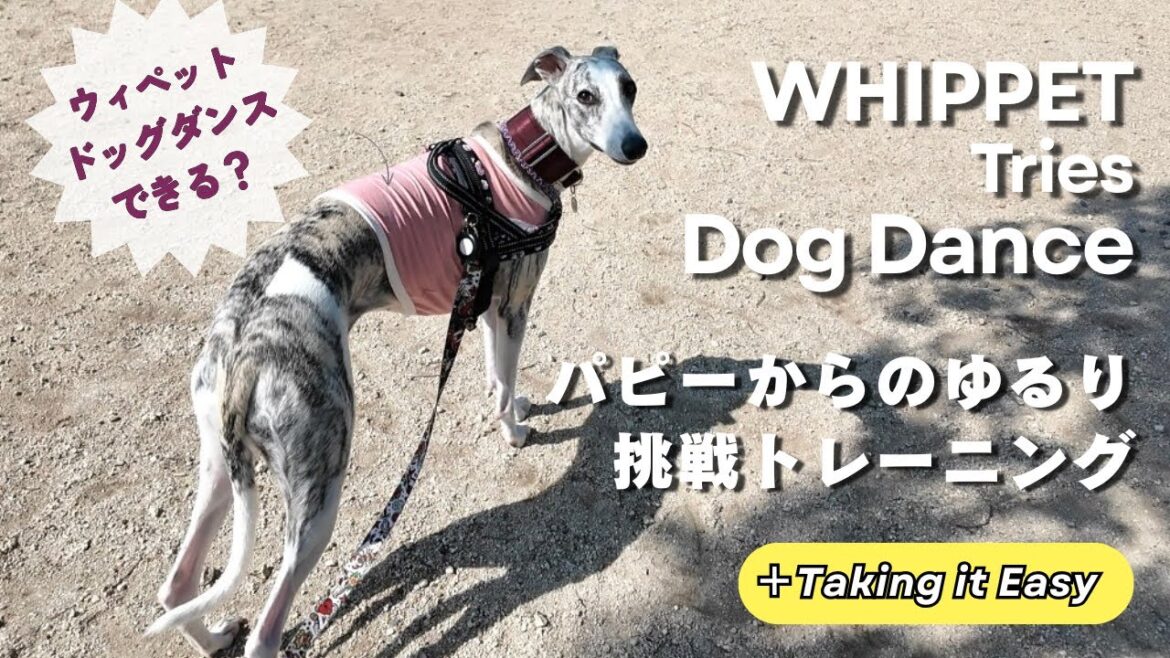 ウィペットと一緒にドッグダンス♪ パピーからのトレーニング記録 〜ゆるりと挑戦中〜Dog Dancing with Whippet ♪ Relaxed Training from Puppy Days ウィペットと一緒にドッグダンス♪ パピーからのトレーニング記録 〜ゆるりと挑戦中〜Dog Dancing with Whippet ♪ Relaxed Training from Puppy Days