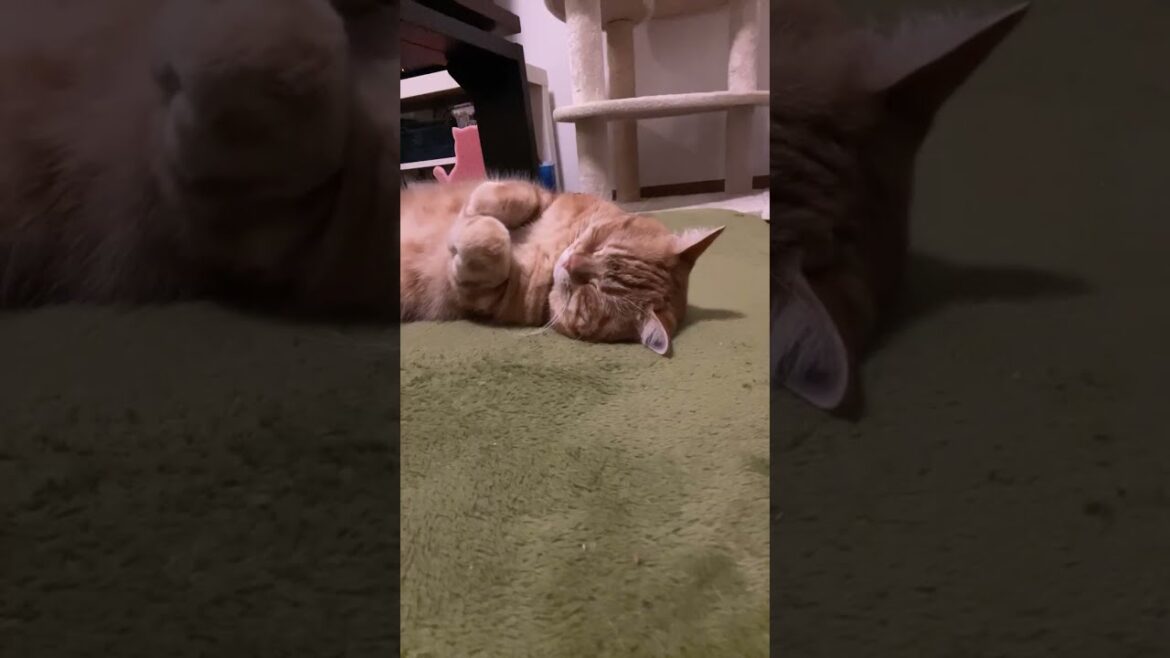 猫のさりり67セカンド。眠らない夜。朝になってしまう…。