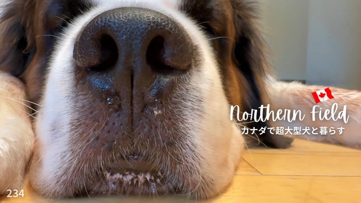 大型犬はゴロゴロしてるオジさんみたい⁉︎【超大型犬とカナダで田舎暮らし】