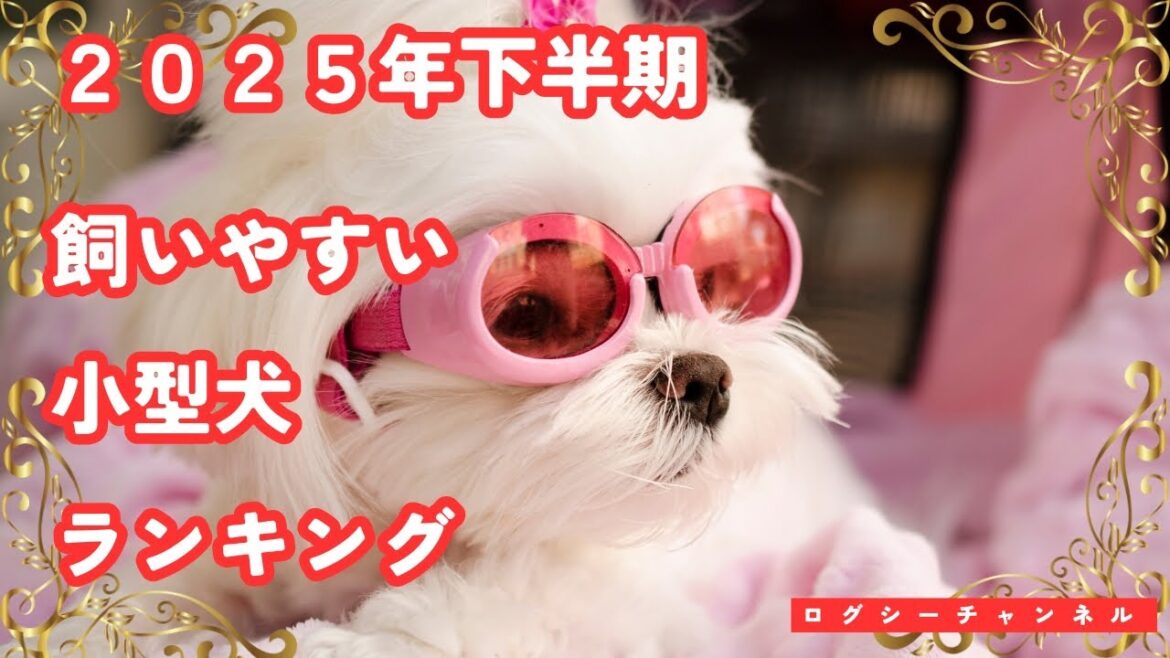 【最新版】飼いやすい小型犬ランキングTOP10｜初心者にも優しい人気犬種を徹底紹介！