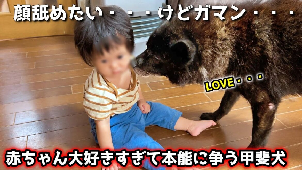 【甲斐犬一休】赤ちゃんが大好きすぎて、本能と葛藤する姿がかわいい