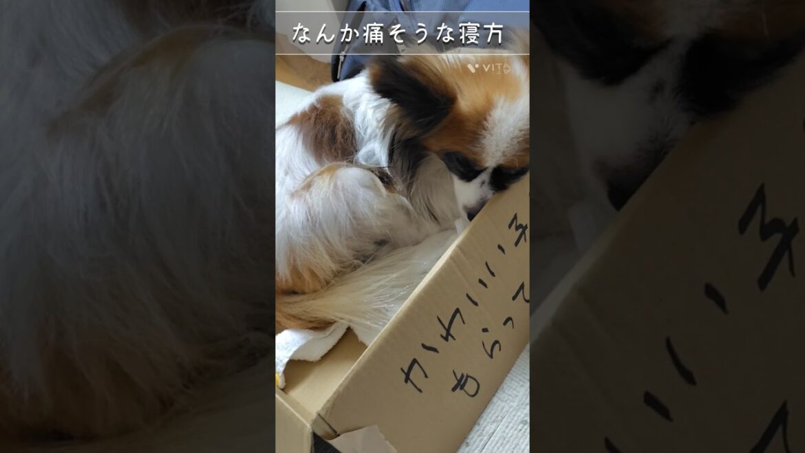 パピヨンの寝相【パピヨン】