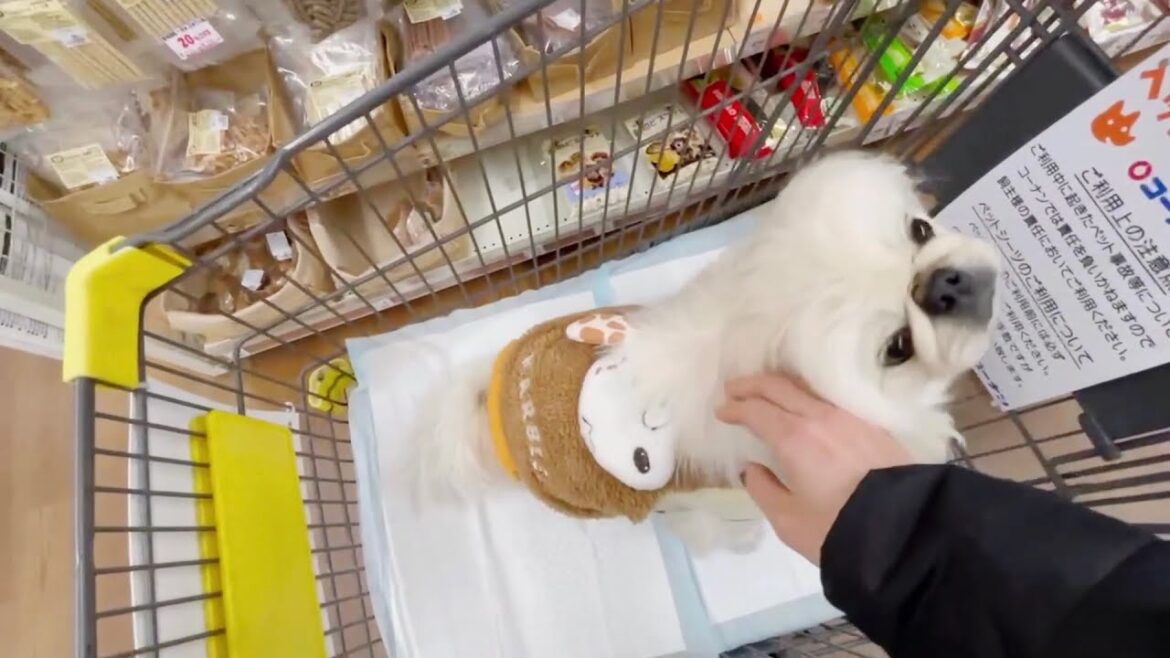 コーナンにおやつ買いにいく1歳ペキニーズ