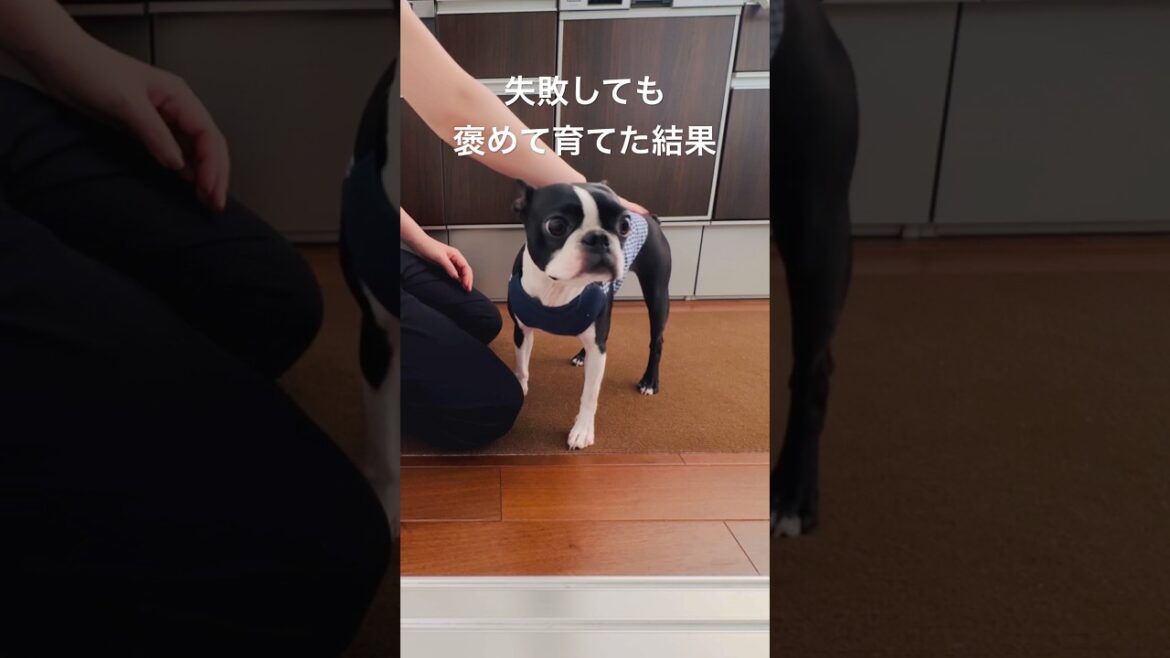 うんちの報告に来る #ボストンテリア #ボステリ #bostonterrier