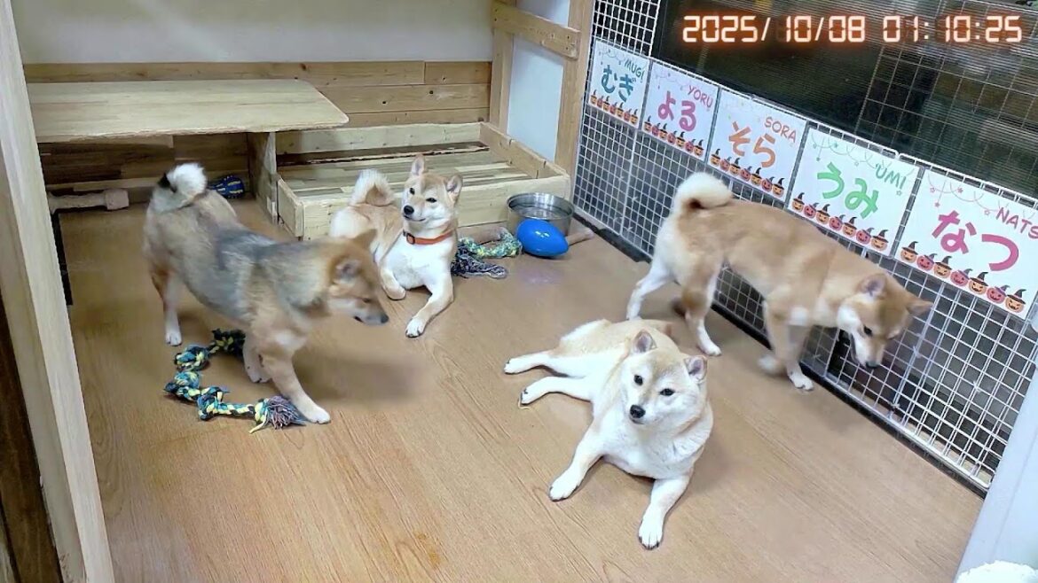 柴犬なつファミリー生配信【生後1歳+29日】堪らなく柴が好き。 柴犬なつファミリー生配信【生後1歳+29日】堪らなく柴が好き。