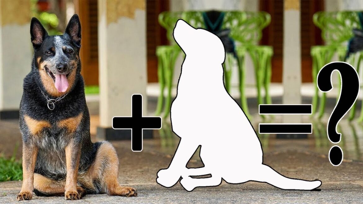 美しいオーストラリアン・キャトル・ドッグのミックス犬トップ10 | オーストラリアン・キャトル・ドッグの雑種 美しいオーストラリアン・キャトル・ドッグのミックス犬トップ10 | オーストラリアン・キャトル・ドッグの雑種