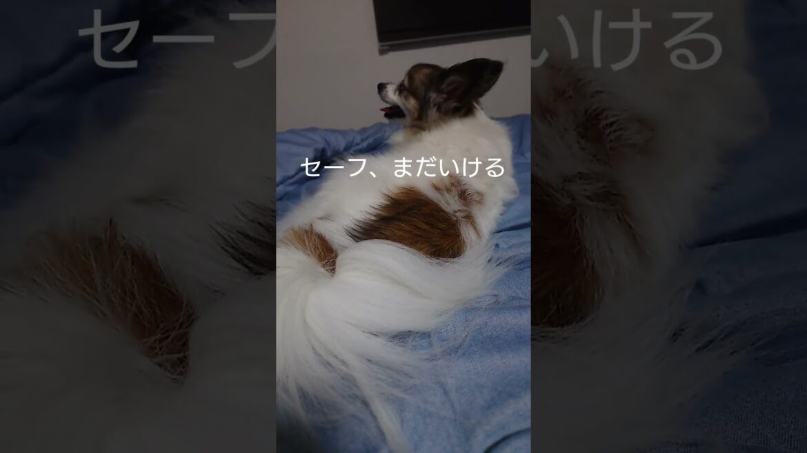しっぽさわったら激おこな犬 #愛犬 #犬のいる生活 #パピヨン