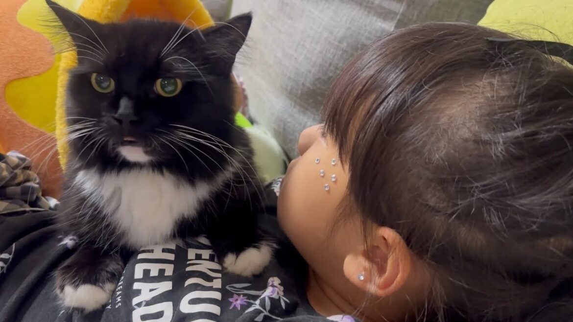 すぐ甘えてくれる猫　ラガマフィンA cat that is quick to become affectionate. Ragamuffin