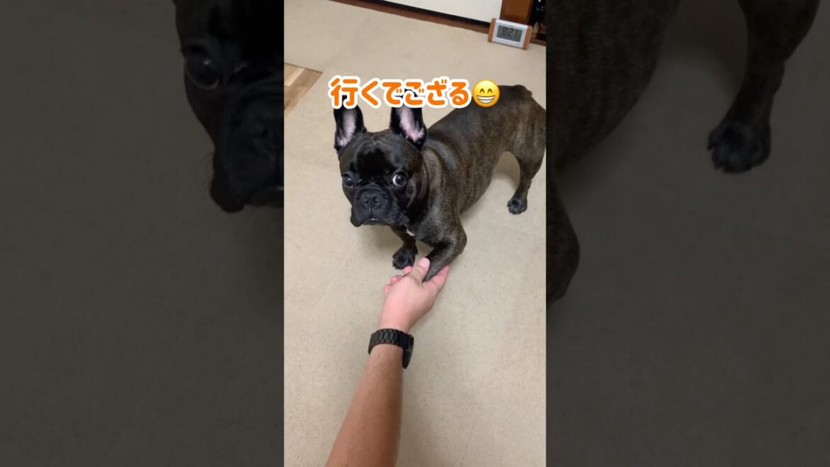 検証してみました#フレンチブルドッグ #フレブル #frenchbulldog #犬のいる暮らし #犬のいる生活 #いぬのいる生活 #shortvideo #shorts