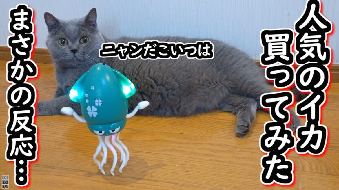 【ブリティッシュショートヘア】大人気のイカのおもちゃを猫にあげてみたら、まさかの結果に…【ねこのいる暮らし】