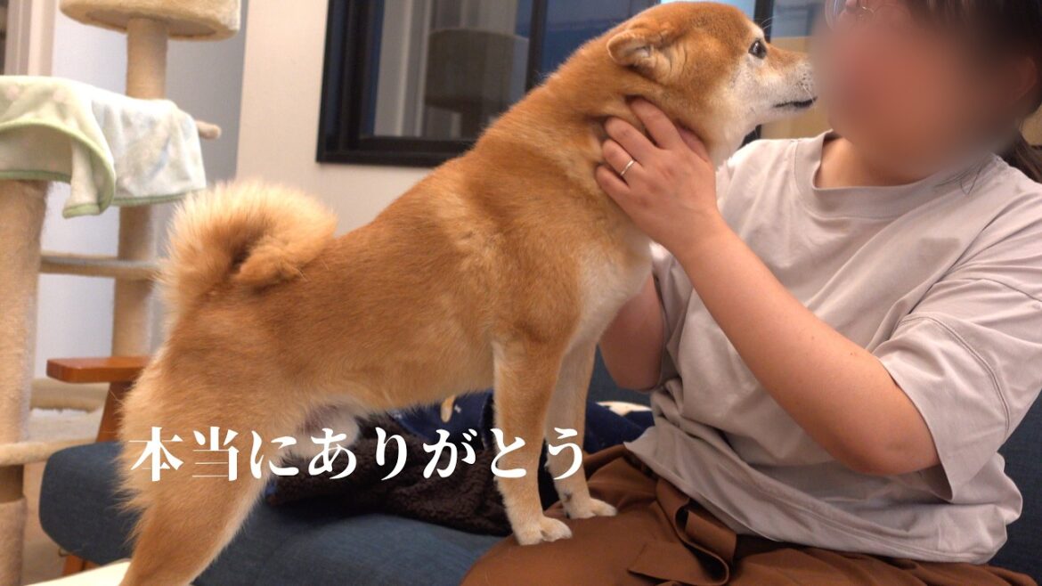 愛猫の死で涙が止まらない飼い主に柴犬と猫は優しく寄り添ってくれました。