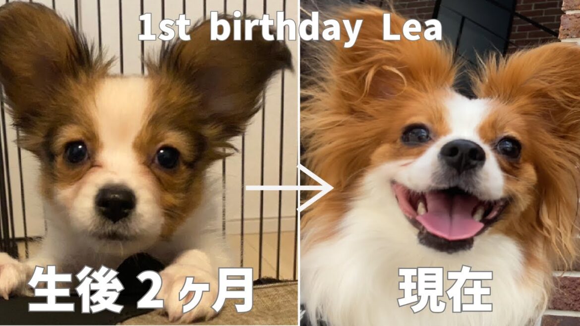 1st birthday Lea パピヨンLeaの1歳までの成長記録