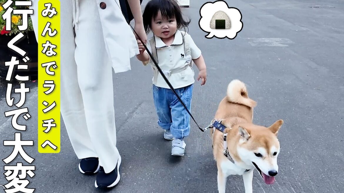 柴犬と2歳娘を連れてランチに行ったら想像以上に大変でしたw