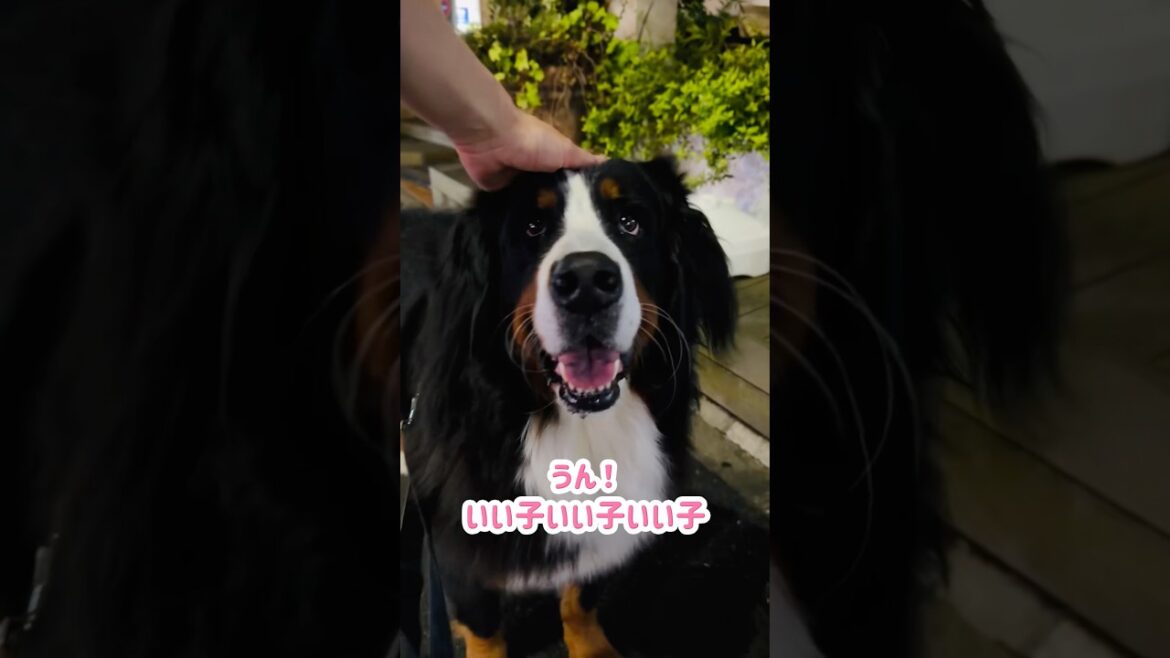カフェに入りたがる大型犬🐾『涼しくなっから今度来ようね』と約束✨