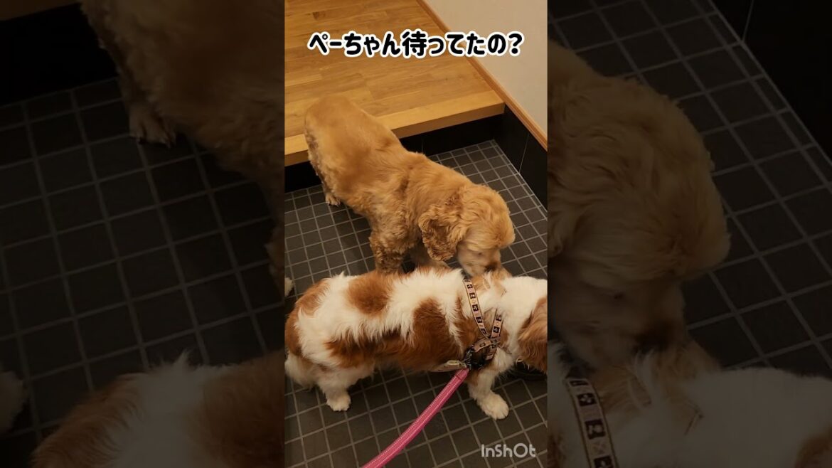 気になるペーター #shorts #キャバリアキングチャールズスパニエル #アメリカンコッカースパニエル #トイプードル