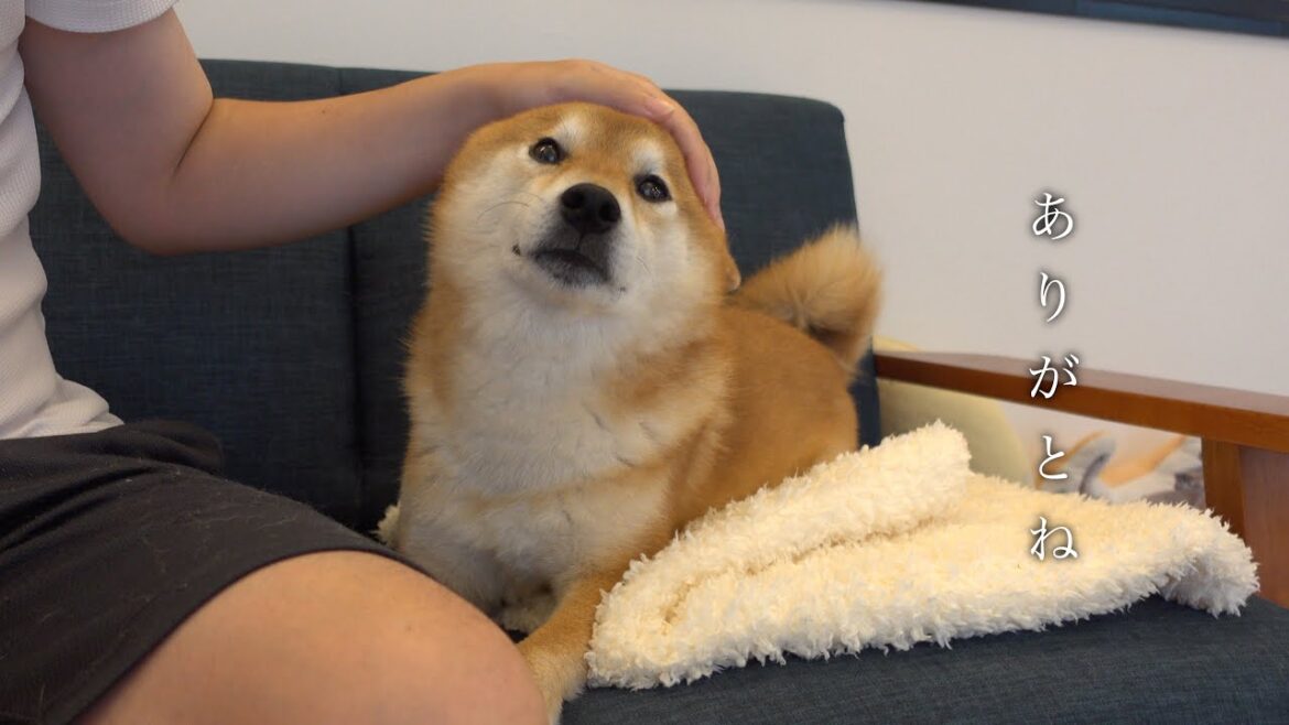 柴犬と猫との日常で、不思議なことが次々と起こり始めてます。