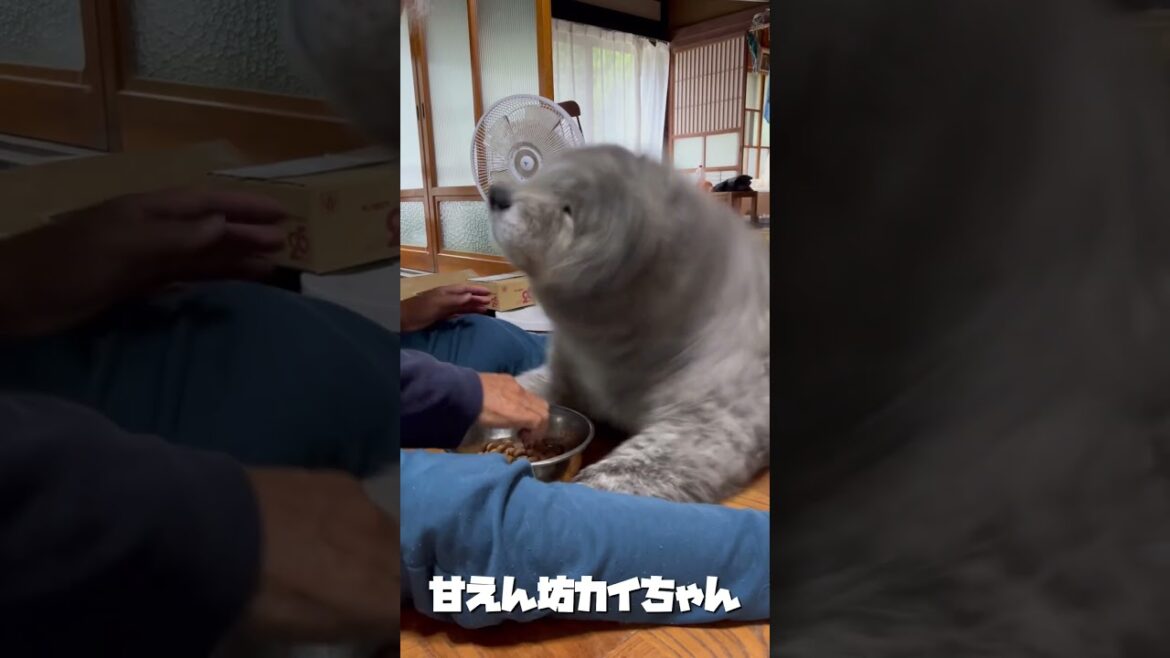 秋田犬長毛カイは最近ものすごく甘えん坊