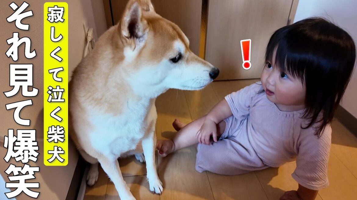 ママが出かけて寂しがる柴犬と2歳娘が見せたまさかの行動に爆笑しましたw