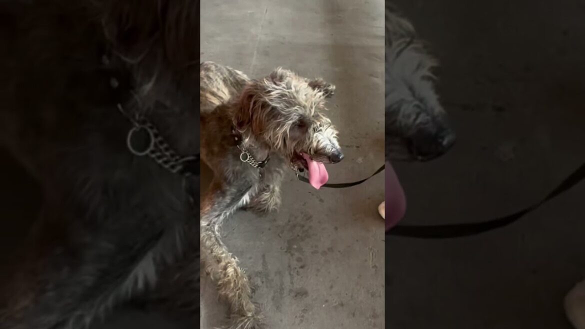 🐕 🦺アイリッシュ・ウルフハウンドのユニークな犬 @DanusIrishHerbGarden @kania_ch @teresagachaxd @LyinaOfficial 🐕 🦺アイリッシュ・ウルフハウンドのユニークな犬 @DanusIrishHerbGarden @kania_ch @teresagachaxd @LyinaOfficial
