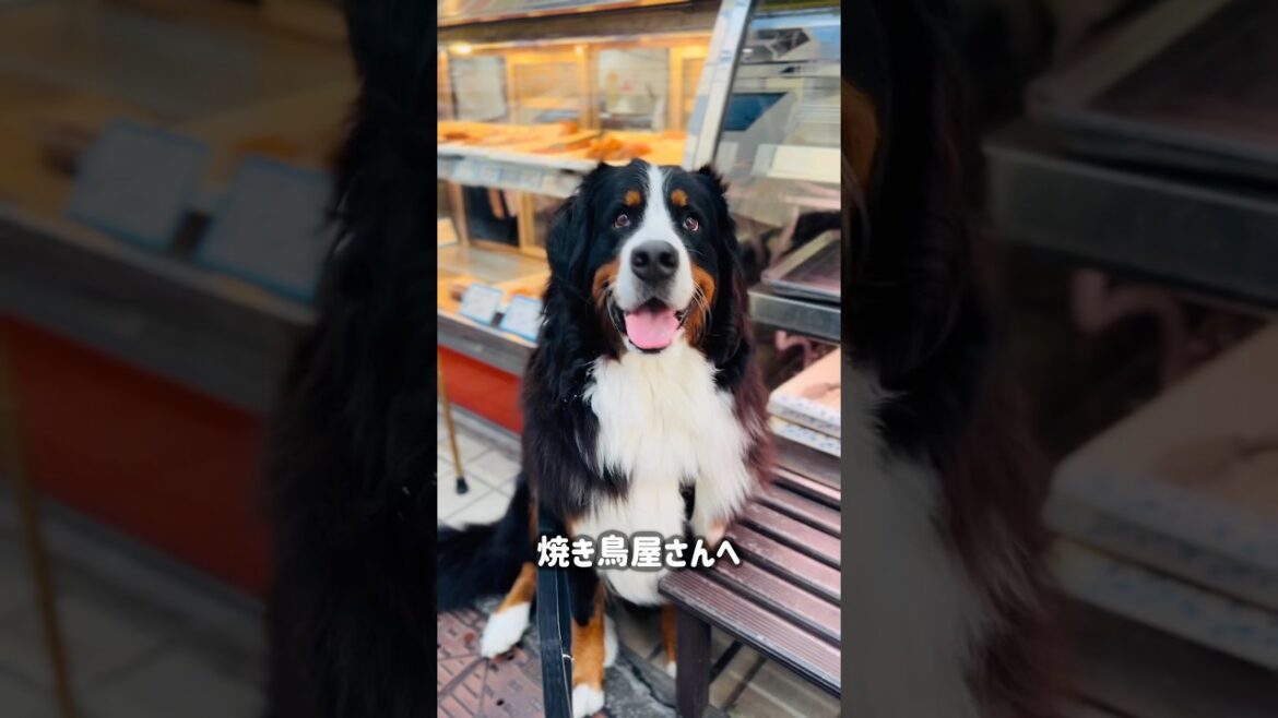 焼き鳥を買いに行く大型犬🐾待ってる時の振り返り方が独特すぎた‼️