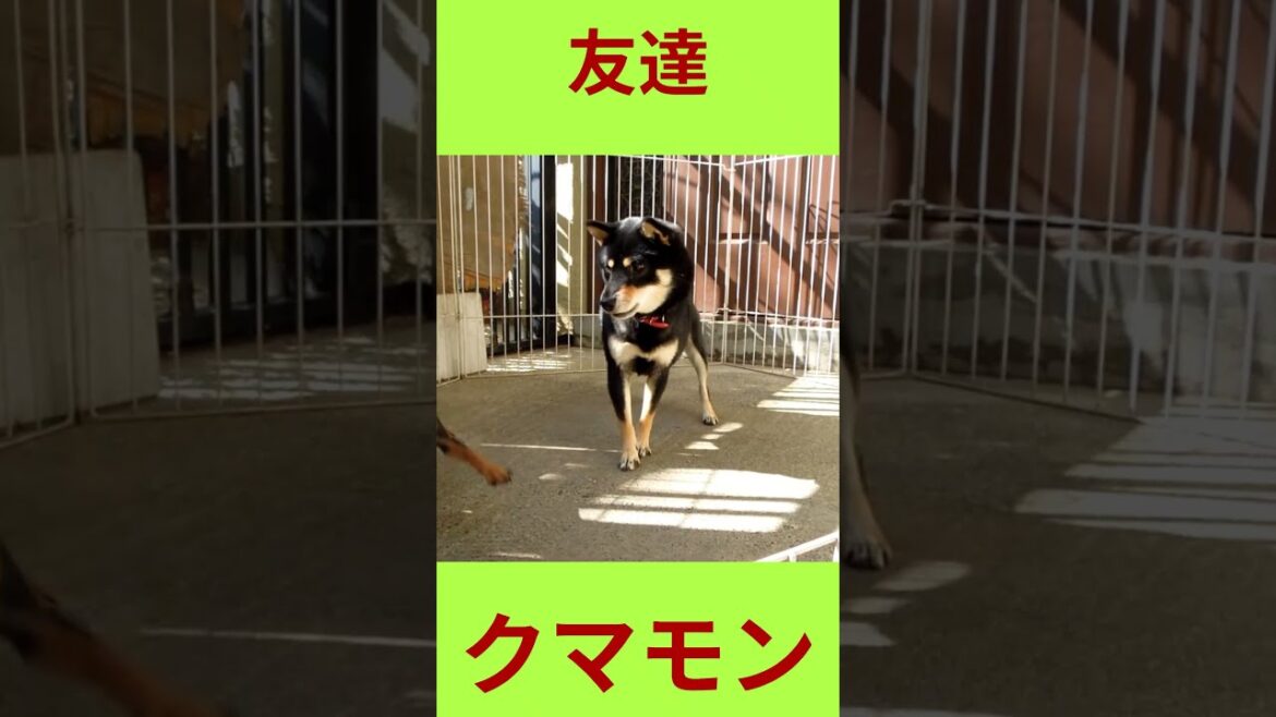 名犬豆ちゃん はミニピン #柴犬 #可愛い＃豆柴＃ミニチュアピンシャー