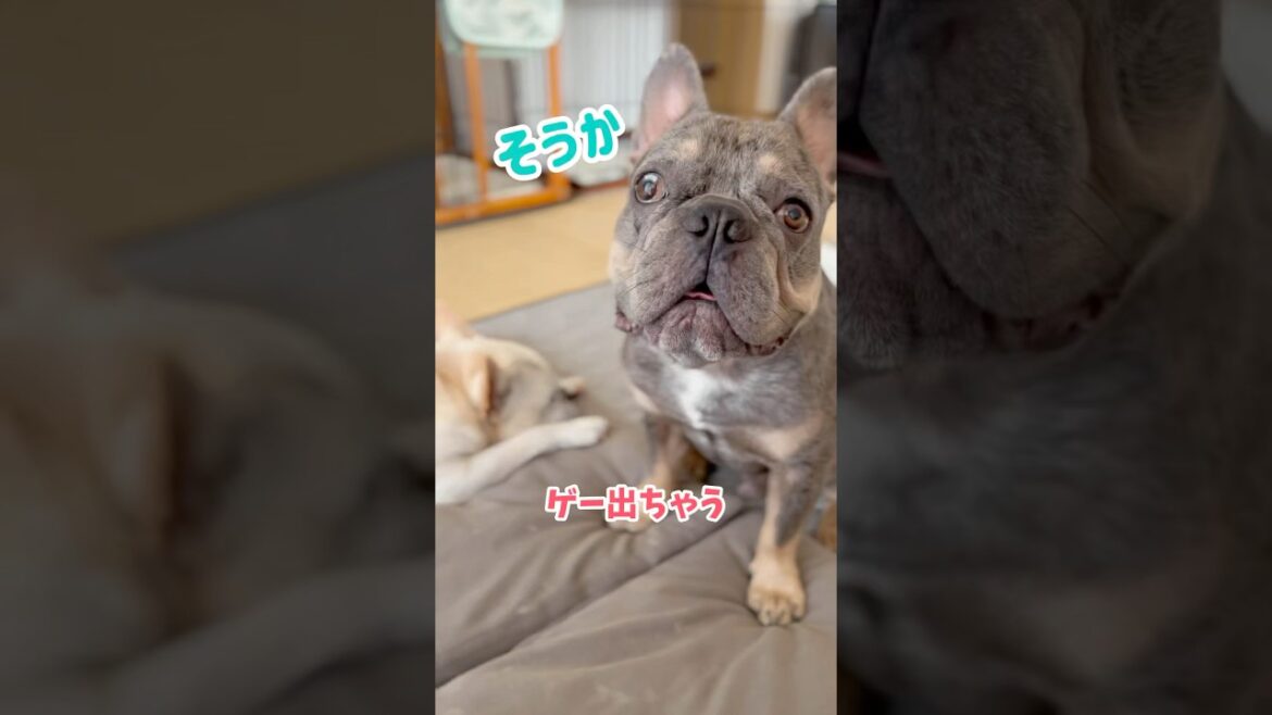 プールにする？おもちゃにする？それとも… #shorts