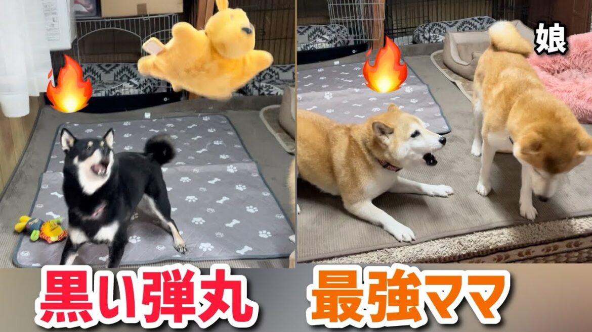 最強ママ&黒い弾丸!煽りまくる柴犬たちが今日もたまらなく可愛い(笑) 最強ママ&黒い弾丸!煽りまくる柴犬たちが今日もたまらなく可愛い(笑)