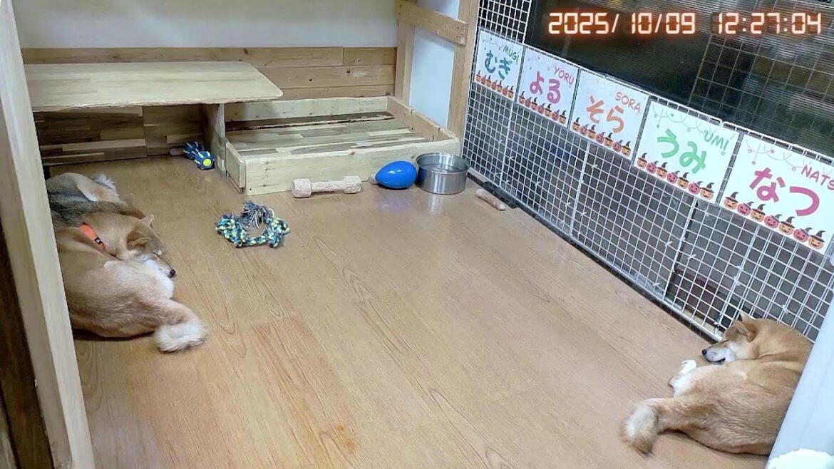 柴犬なつファミリー生配信【生後1歳＋31日】よる＆うみもヒート！