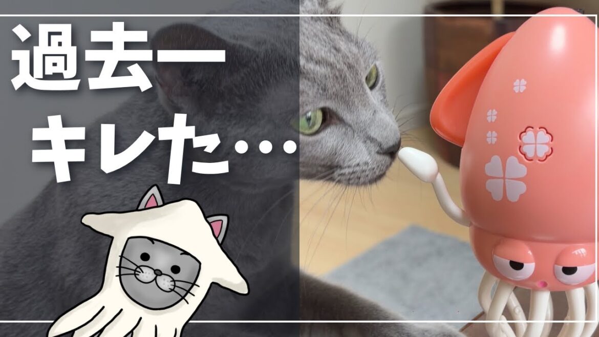 謎のイカにビビり散らかす猫が面白すぎたが…【ロシアンブルー】